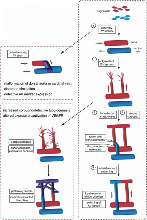 Notch function in the formation of dorsal aorta, cardinal vein, and ...