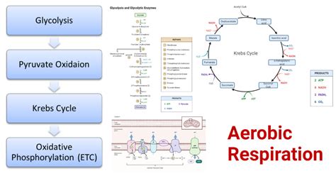 Aerobic Respiration- Definition, Steps, ATP Yield, Diagram, Uses