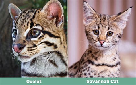 Ocelot vs Savannah Cat: How Are They Different? (With Pictures) - Catster