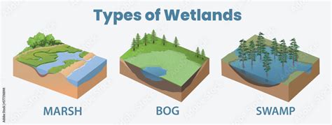 Types of wetlands Stock Vector | Adobe Stock