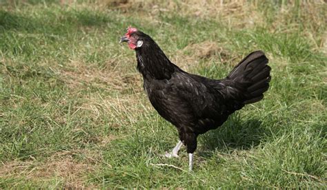 Andalusian Chicken Breed Profile - The Hip Chick