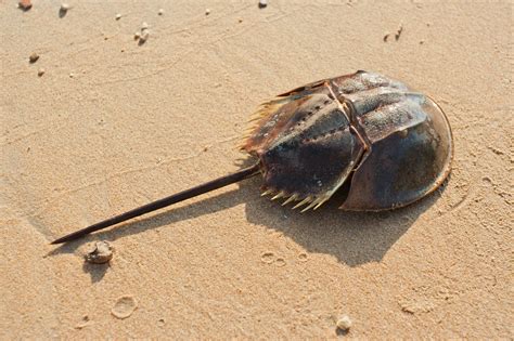 Is a Horseshoe Crab a Crustacean?