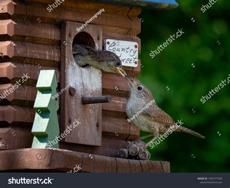 Mother Wren Feeding Her Child Stock Photo 1443777209 | Shutterstock