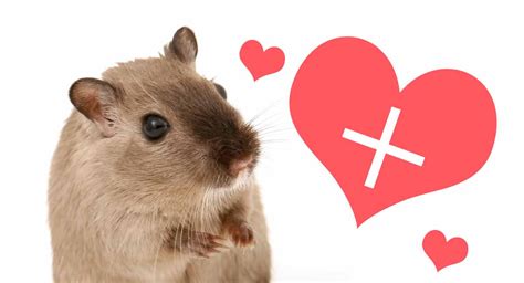 Gerbil Care Guide - Everything You Need To Know To Get Started