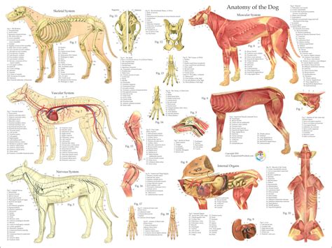 Dog Anatomy | ubicaciondepersonas.cdmx.gob.mx