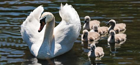 Swan Babies Baby Swans · Free photo on Pixabay