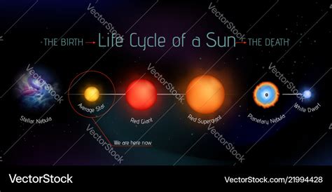 Sun life cycle Royalty Free Vector Image - VectorStock