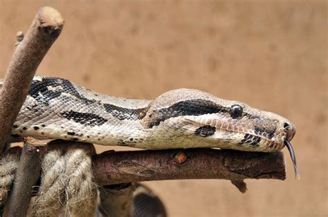 The Top 7 Boa Constrictor Species For Beginner Reptile Owners