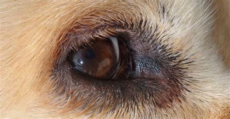 Dog Eye Infections: Everything You Need To Know