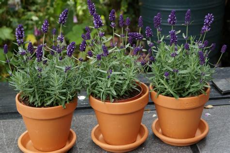 Lavender in pots: cultivation & care - Plantura