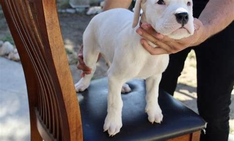 Dogo Argentino Puppy for Sale - Adoption, Rescue for Sale in Riverside ...