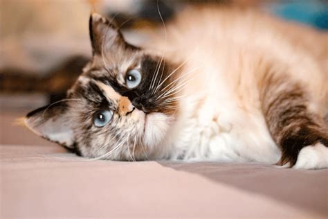 Everything you need to know about Tortie Ragdoll Cats