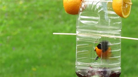 Baltimore Oriole on homemade feeder eating grape jelly | Homemade bird ...