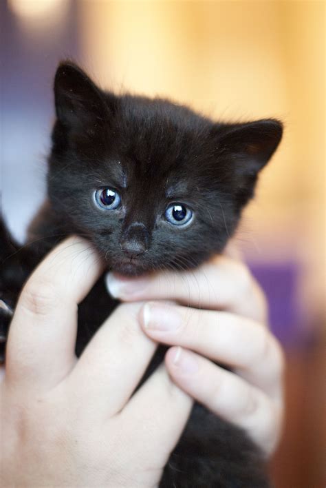 Bridget - Black - Domestic Shorthair - Ready Mid August. (female) | Cat ...