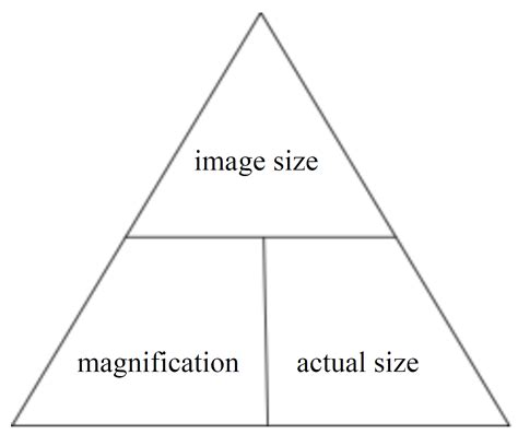 LitLinks: Magnification - an up close look at bugs, spiders, and math