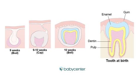 Fetal development: Your baby's teeth | BabyCenter