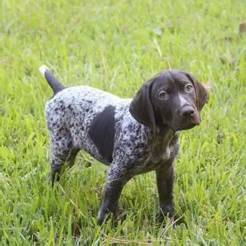 Top 10 Most Popular Sporting Dog Breeds - ilovedogscute.com