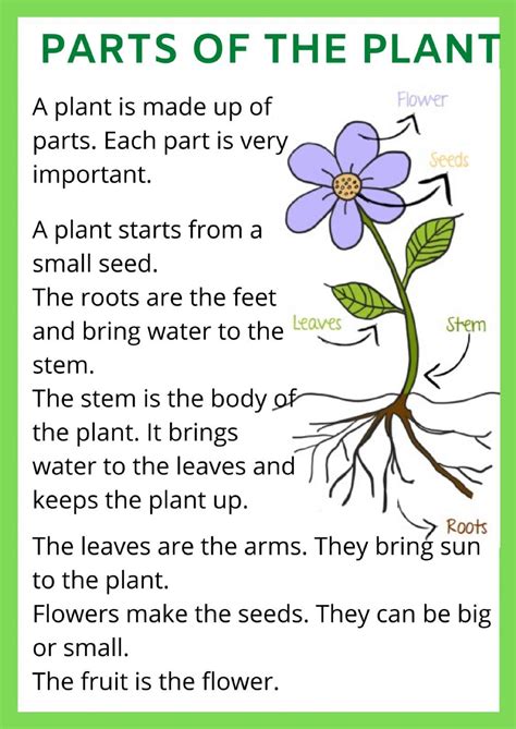 Parts Of A Flower Kindergarten Worksheet