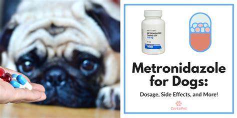 Metronidazole for Dogs: Dosage, Side Effects, and More! | CertaPet