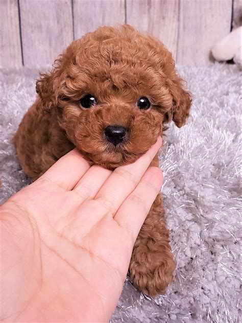 Dollface the Teacup Poodle ($3,000) - Top Dog Puppies