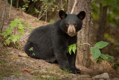 American Black Bear - Coniferous Forest