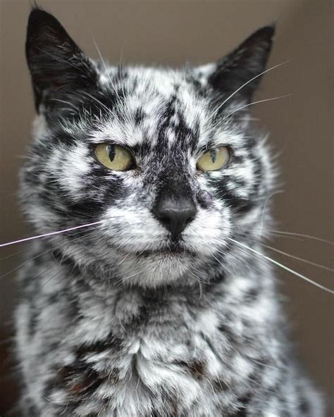 19-Year-Old Cat's Rare Skin Condition Changes Black Fur Into Brilliant ...