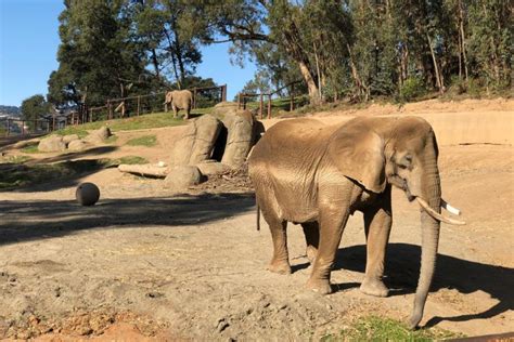 Wildlife Adventure at the Oakland Zoo | Marin Mommies