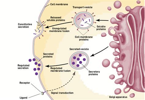 Exocytosis - Definition, Process, Types, Examples and FAQs