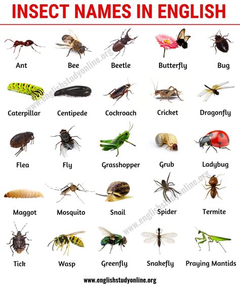 List of Insects: 25 Useful Insect Names with Pictures and Examples ...