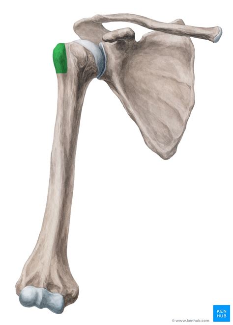 Greater tubercle of humerus: location, muscle attachments | Kenhub