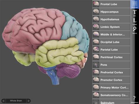 3D Brain iPhone and iPad medical app review