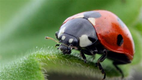 Lady Bird – Telegraph