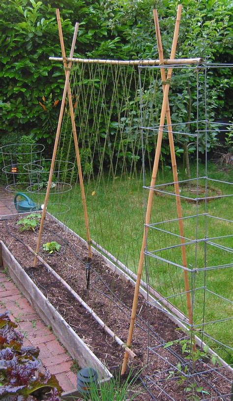 C's Bamboo Bean Trellis | Vertical vegetable gardens, Diy garden ...