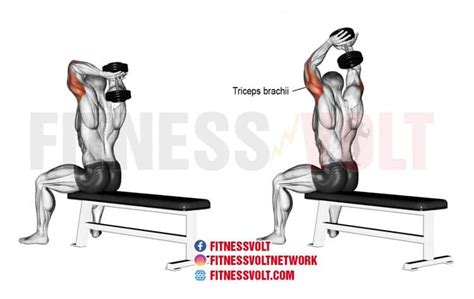 Seated Dumbbell Overhead Tricep Extension (Triceps) – Fitness Volt