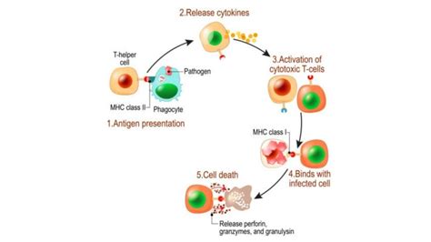 How Do T Cells Become Activated | Cell Processing and Isolation Services