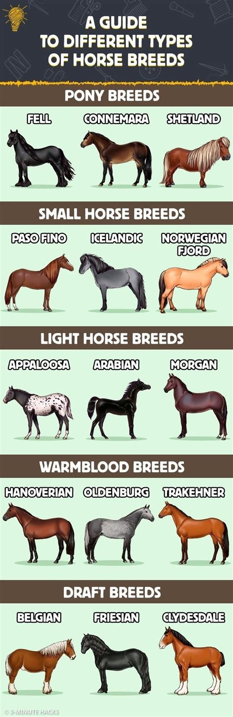 the different types of horses are shown in this chart, and each horse ...