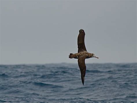 A Seabird Comeback: How Restoration Efforts Can Combat Climate Change ...