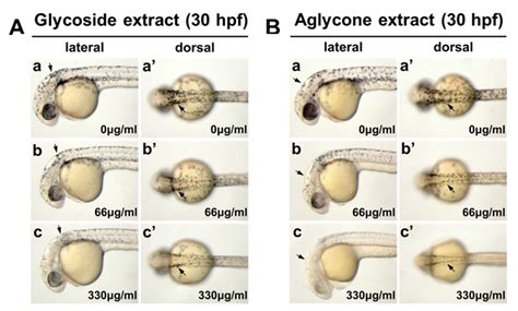 Molecules | Free Full-Text | Velutin, an Aglycone Extracted from Korean ...