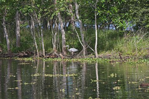 Pictures of Brazos Bend State Park