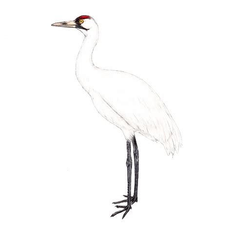 A Conservation Story: The Whooping Crane - World of Birds