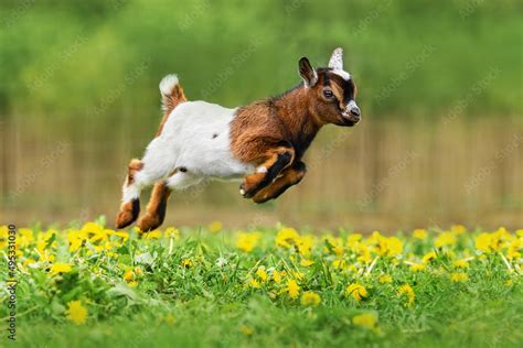 Goat Kid Jumping