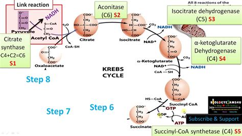 8 Steps of Krebs Cycle (Citric Acid cycle), Enzymes and Step Wise ...