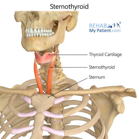 Sternothyroid | Rehab My Patient