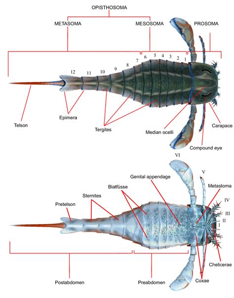 Eurypterid (Sea Scorpion) Fossils For Sale - FossilEra.com