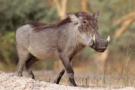 Common warthog. | Warthog, African wildlife, Animals wild