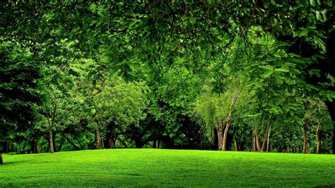 Free Green Forest Background