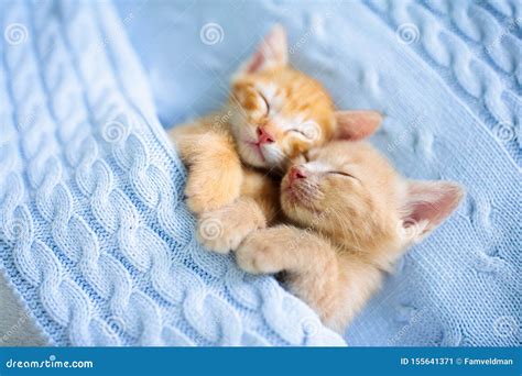 Baby Cat. Ginger Kitten Sleeping Under Blanket Stock Image - Image of ...