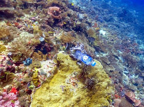 Plastic pollution is ‘killing corals’ by increasing risk of disease in ...