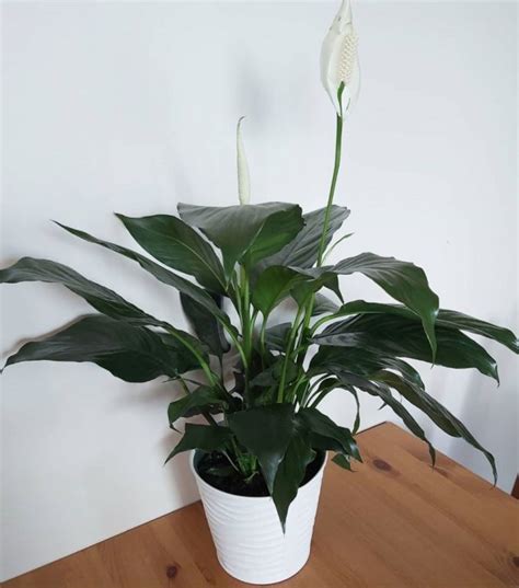 Is peace lily an indoor plant? - Indoor Plants World