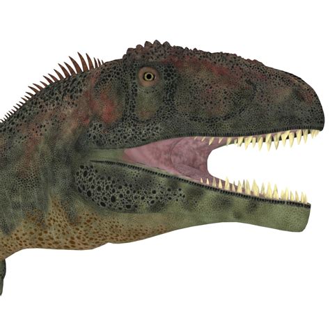 Mapusaurus dinosaur head Mapusaurus was a giant carnivorous theropod ...